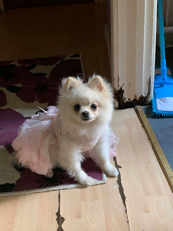 gumtree pomeranian puppies for sale